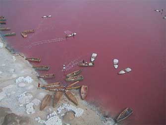 lac rose